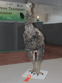moa